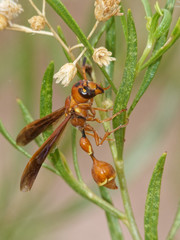 Zethus spegazzinii