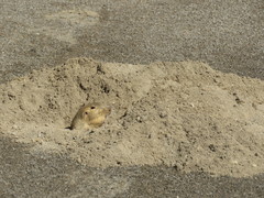 Cratogeomys fulvescens