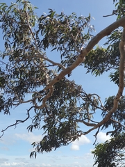 Eucalyptus pachycalyx