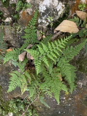 Pityrogramma chrysophylla gabrielae