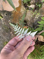 Pityrogramma chrysophylla gabrielae