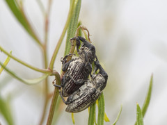 Heilipodus argentinicus