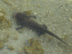 Ambystoma taylori