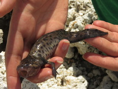 Ambystoma taylori