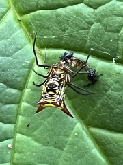 Micrathena atuncela