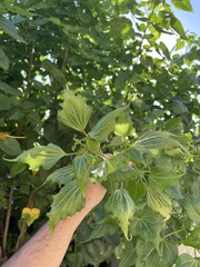 Thespesia populnea