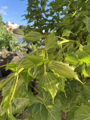 Thespesia populnea