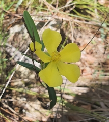Hibbertia longifolia