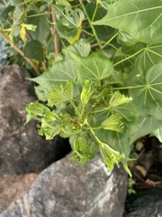 Thespesia populnea