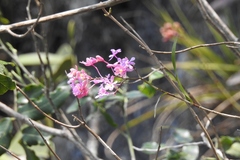 Epidendrum myrianthum