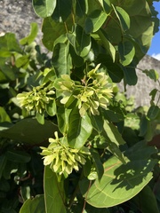 Stigmaphyllon emarginatum