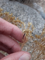 Asteromyia gutierreziae