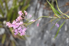 Epidendrum myrianthum