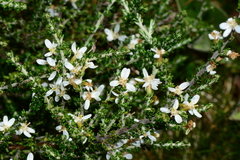 Olearia algida
