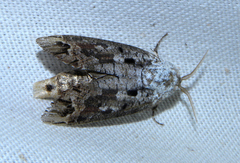 Cossula arpi