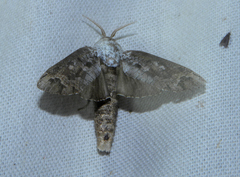Cossula arpi