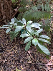 Clermontia parviflora