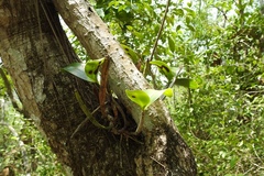 Guarianthe aurantiaca