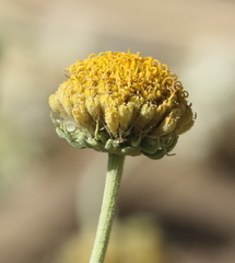 Gaillardia megapotamica megapotamica
