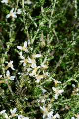 Olearia algida