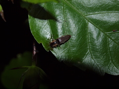 Conoderus semimarginatus