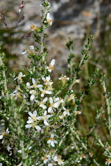 Olearia algida