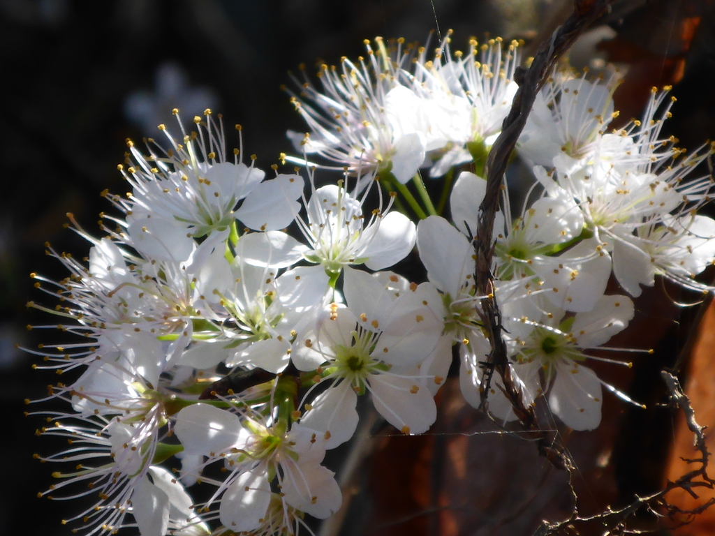 Prunus umbellata — an easy houseplant, prefers full sun light