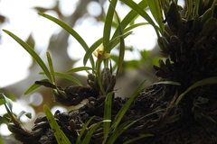 Maxillaria variabilis