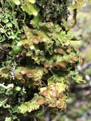 Dendriscosticta gelida