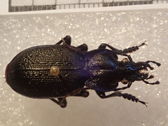 Carabus dufouri