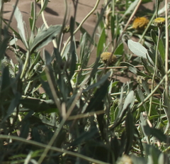 Gaillardia megapotamica megapotamica