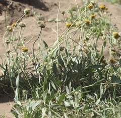 Gaillardia megapotamica megapotamica