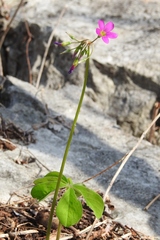 Oxalis nelsonii