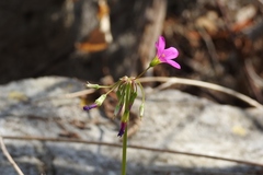 Oxalis nelsonii