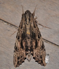 Isognathus leachii