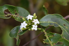 Cordiera