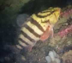 Hypoplectrodes annulatus