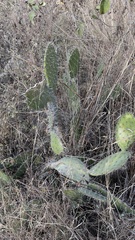 Opuntia dejecta