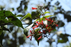 Russelia contrerasii