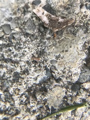 Entomobrya atrocincta