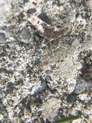 Entomobrya atrocincta