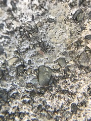 Entomobrya atrocincta