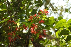 Russelia contrerasii