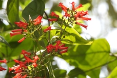 Russelia contrerasii