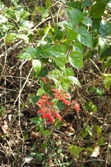 Russelia contrerasii