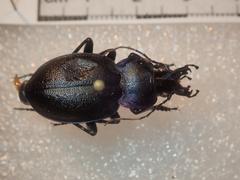 Carabus lusitanicus