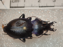 Carabus lusitanicus
