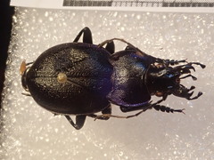 Carabus lusitanicus