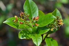 Hamelia calycosa
