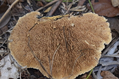 Trametes tenuis